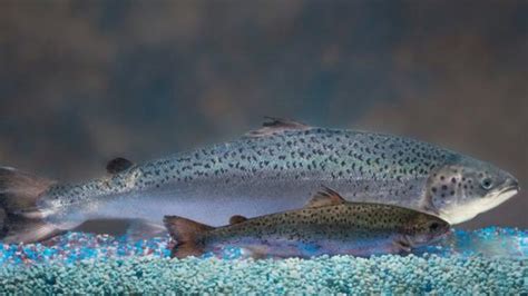 Q&A with Garth Fletcher, co-inventor of GMO salmon