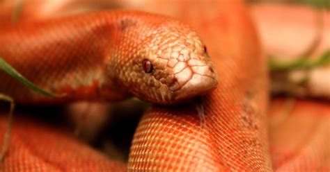 SNAKE LOVERS IN INDIA: Red Sand Boa