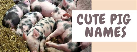 250+ Pet Pig Names (From Albert to Wally) - PetHelpful