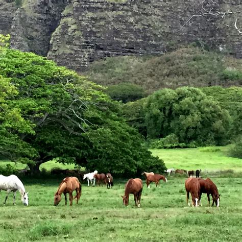 Kualoa Ranch Horseback Walking Tours - Kaneohe | Project Expedition