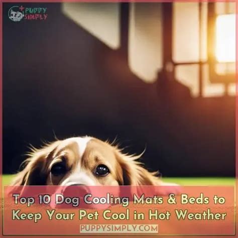 Top 10 Dog Cooling Mats & Beds to Keep Your Pet Cool in Hot Weather