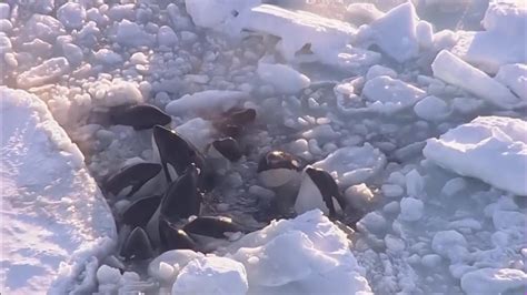 Orca pod seen trapped in ice, struggling to survive, appears to escape