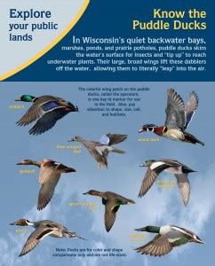 Duck ID Panels - Wisconsin Waterfowl Association