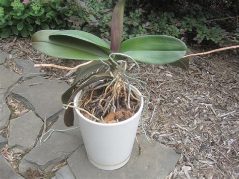 Repotting a Phalaenopsis Orchid – bradaptation.com