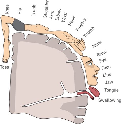 Found on Bing from impremedia.net | Brain anatomy, Medical, Medical studies