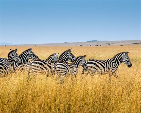 Zebra Migration Safari - Travel Experience