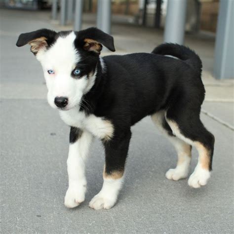 Pretty blue eyes | Husky puppies mix, Puppy mix, Puppies