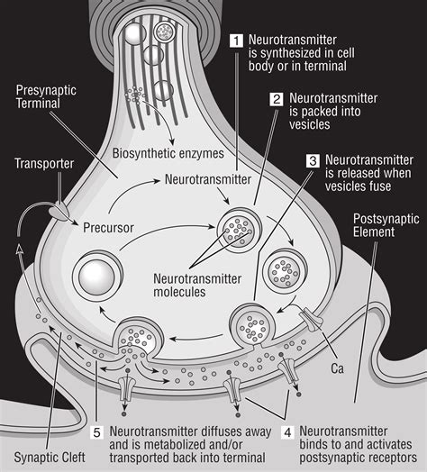 Clipart - Diagram of synapse