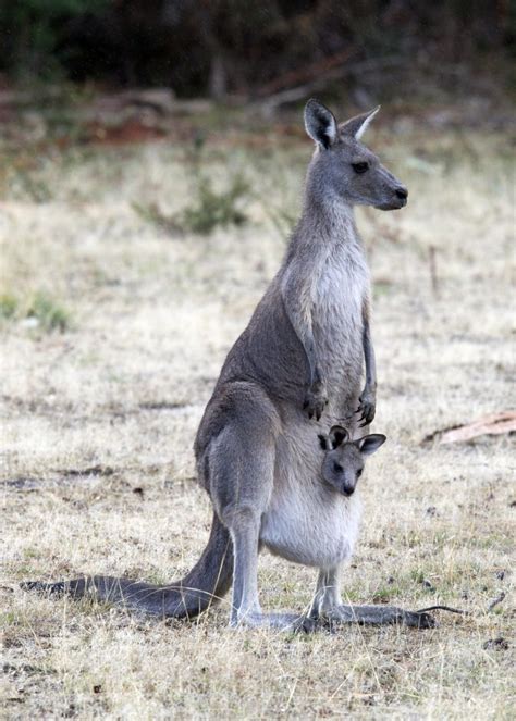 The Grampians – one of Australia’s wildlife havens…. | Chris Hill Wildlife Photography