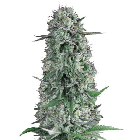 Acheter des graines de cannabis Rainbow Runtz Auto - 5-pack de Hypno Seeds