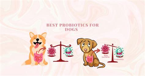 Best Probiotics for Dogs: 2024's Top Picks!