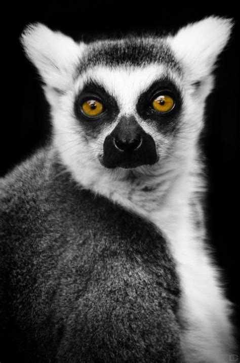 Untitled | Animal conservation, Lemur, Lemur art