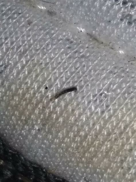 flea larvae on mattress in hot springs arkansas - All About Worms