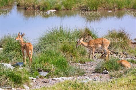 Rare Oribi Antelopes At Waterhole In Serengeti National Park Tanzania Stock Photo - Download ...