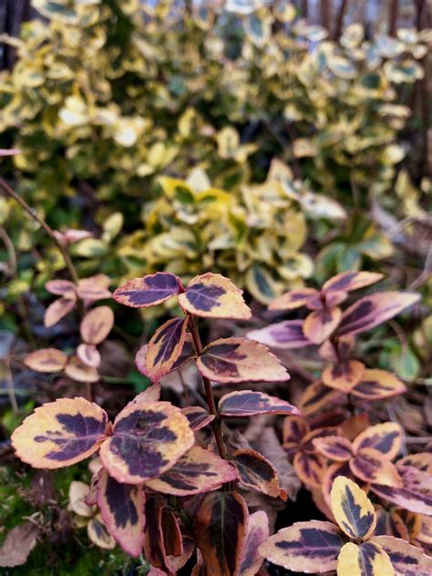 Euonymus fortunei Emerald 'n' Gold | Wychwood Tasmania