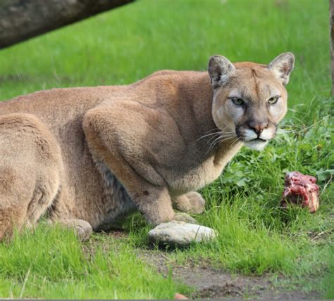 Cougar - Cougar Mountain Zoo