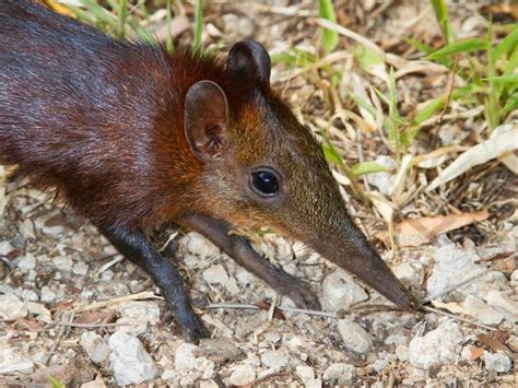 This baby elephant shrew at Brookfield Zoo is surprisingly adorable | Express & Star