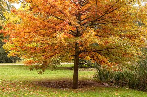 8 Oak Trees for Fall Foliage