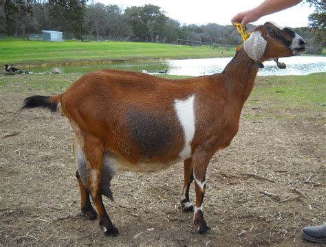 Nubian Goat - Breeds List