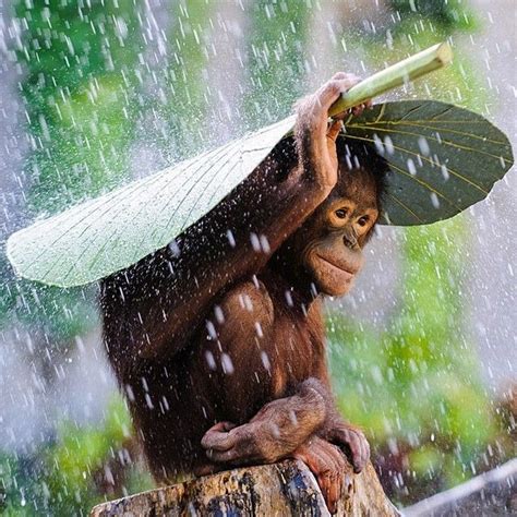 Monkey making shelter during a rainstorm. Photography by Andrew Suryono. | Animals, Cute animals ...