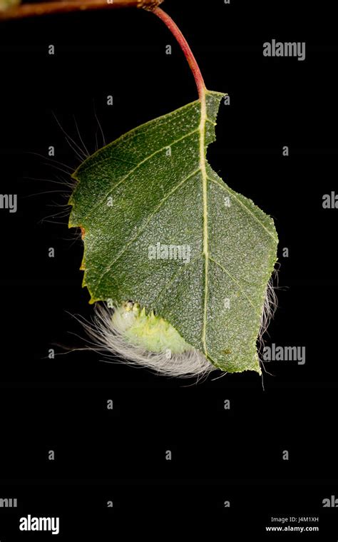 Miller moth larvae Stock Photo - Alamy