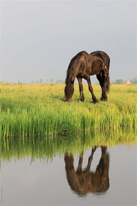 "Grazing Horse At Sunset" by Stocksy Contributor "Marcel" - Stocksy