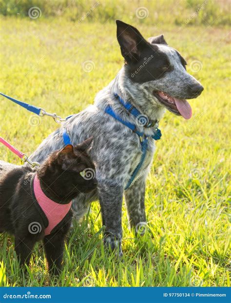 Black Cat and a Spotted Dog on Leash Stock Photo - Image of black, looking: 97750134