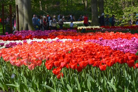 Keukenhof Gardens: A Day Filled with Tulips | In a Nutshell... or Two