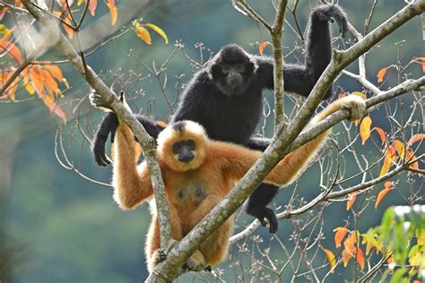 Critically endangered Hainan gibbons return from brink of extinction ...