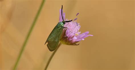 Small zygaenidae moth on pink flower · Free Stock Photo