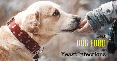 Best Dog Food For Yeast Infections 2018 [New Data]