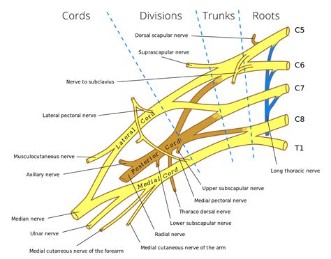 WBR0495 - wikidoc