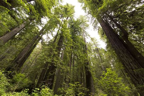 Redwood National & State Parks travel | California, USA - Lonely Planet