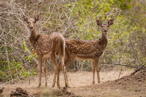 Chital – The Indian Spotted Deer