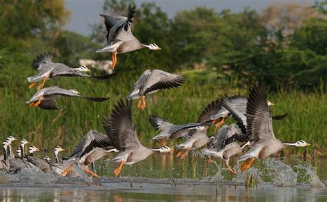 7 Lesser-known Bird Sanctuaries of India to Visit this Vacation