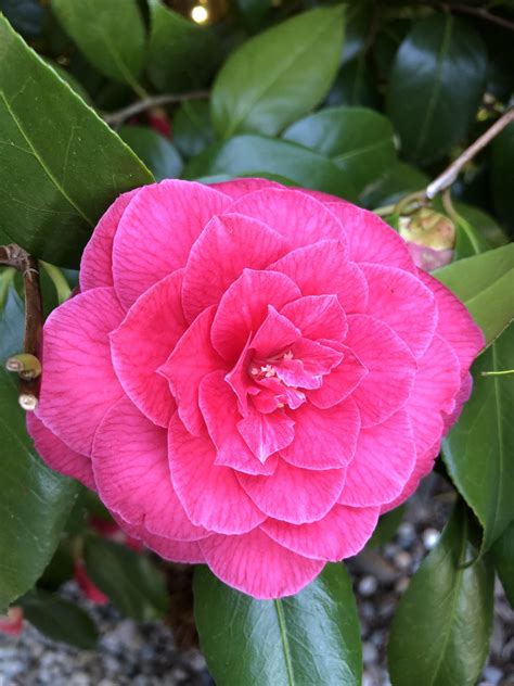 Phases of Camellia – The Nature-led Life