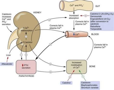 Calcium Metabolism with Dr. Krishnasamy - Medcase