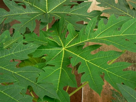 Melon tree | Caricaceae (carica family) » Carica papaya KAI… | Flickr - Photo Sharing!