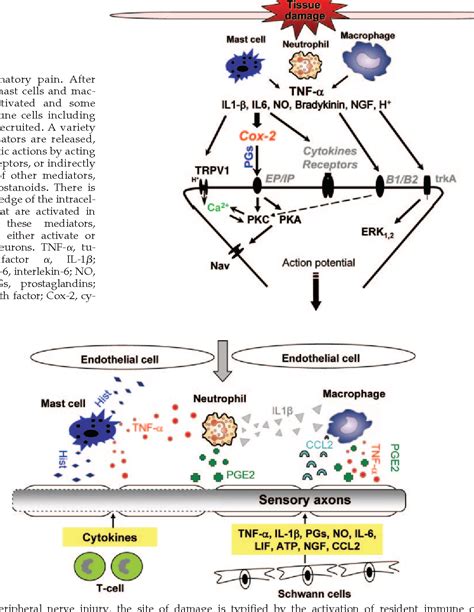 Pathophysiology of Peripheral Neuropathic Pain: Immune Cells and ...