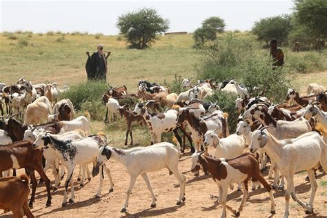 In the Sahel, pastoralists rely on satellites to search for water