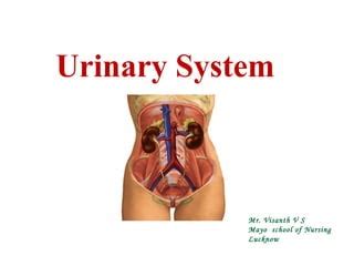 Urinary System Anatomy - ppt | PPT