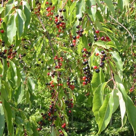 Wild Black Cherry Seeds prunus Serotina packet of 4 Seeds | Etsy in 2022 | Plants, Native plants ...