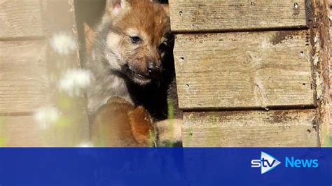 Newborn wolf cubs come out to play at wildlife centre