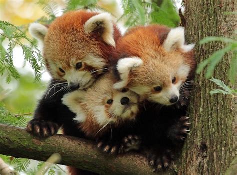 🔥 A red panda family : r/NatureIsFuckingLit