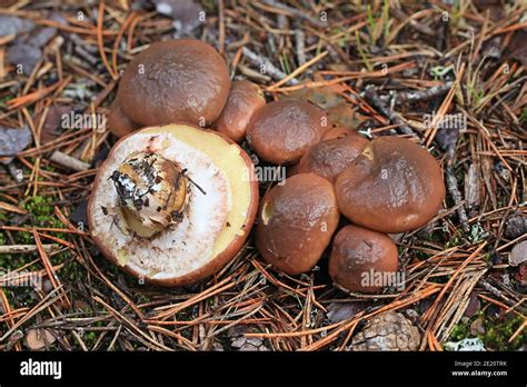 Suillus luteus, known as slippery jack or sticky bun, an edible bolete ...