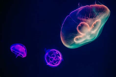 Why Comb Jelly Tours are Simply Spectacular