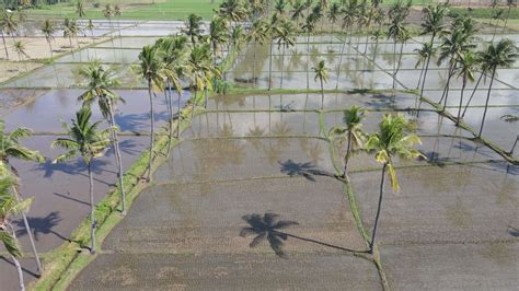 Rice Plantation Stock Video Footage for Free Download