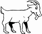Boer Goat Coloring Pages At GetColoringscom  Free Printable Colorings sketch template