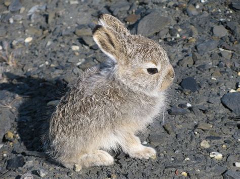 Mountain Hare | Coniferous Forest