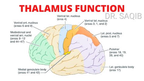 Thalamus Function - YouTube